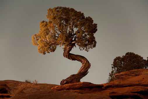 A tspiral Juniper tree at Deadhorse Point State Park near Moab Utah