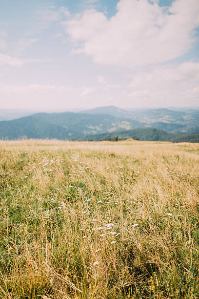 istock Summer meadow with small white flowers. Misty forest hills under 537404208