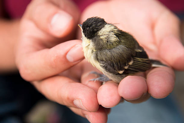 oiseaux de bébé dans la main - baby chicken young bird chicken human hand photos et images de collection