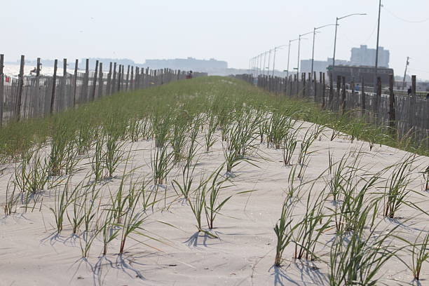 Sandy Beach Dunes stock photo