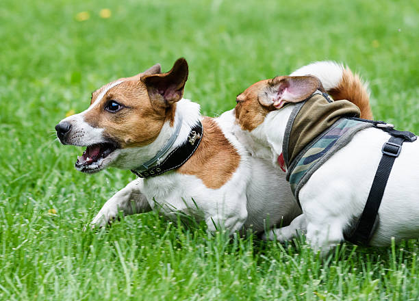 istock Two terriers running. Dog biting other dog back 537404940