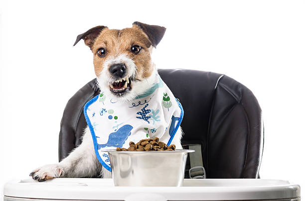 istock Dog wearing bib gnawing dry food kibble 537404962