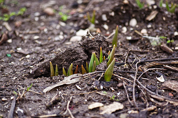 istock tulips make their way to the heat 537405057