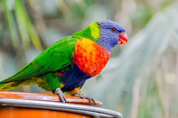 Rainbow lorikeet in Australia