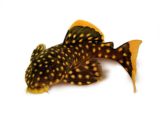 golden nugget pleco catfish Plecostomus L-018 Baryancistrus xanthellus golden nugget pleco catfish Plecostomus L-018 Isolated on white backgroundBaryancistrus xanthellus freshwater aquarium fish wels catfish stock pictures, royalty-free photos & images