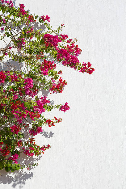 istock Red flowers agaist white wall good for background 537405135