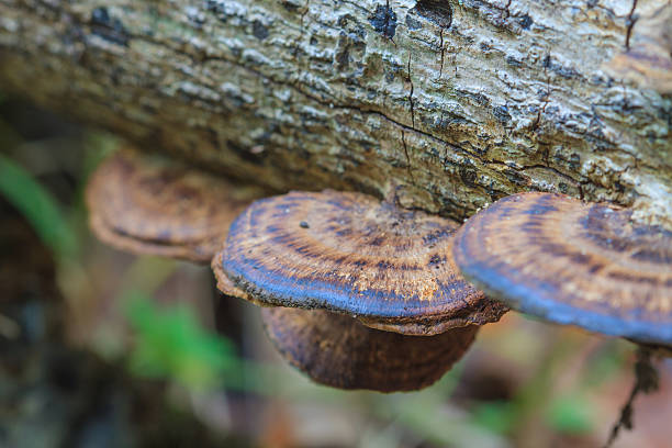 istock mushrooms growing on a live tree in the forest 537405242