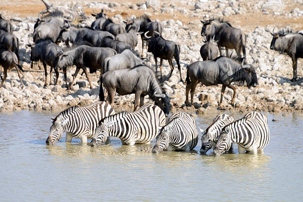 istock Zebras, Etosha National Park, Namibia 537405283