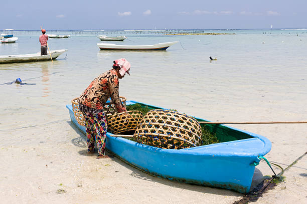 frau sammeln eine seetang ernte von einem boot - seaweed nusa lembongan seaweed farming water stock-fotos und bilder