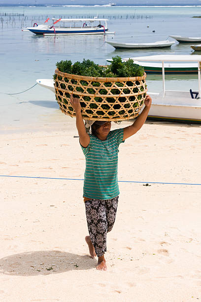 mulher carregando um algas harvest em nusa lembongan, - algae agriculture nusa lembongan water - fotografias e filmes do acervo