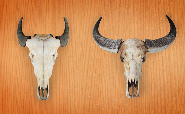 istock Cow skull with horns on white 537405905