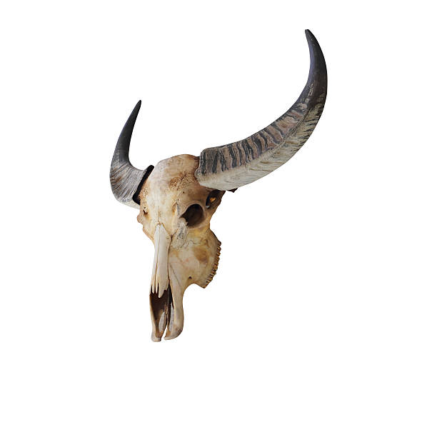 istock Cow skull with horns on white 537405933