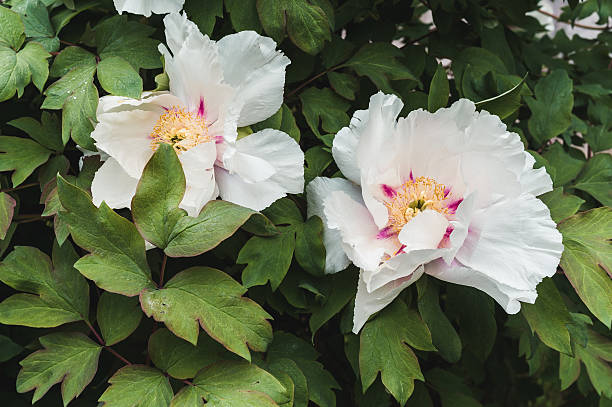istock Large flowers on a Bush tree peony. 537405958