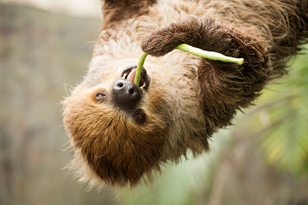 istock Closed up two-toed sloth eating lentils 537406560