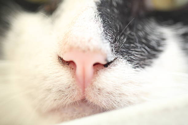 istock Macro of Nose of a Cat 537406770