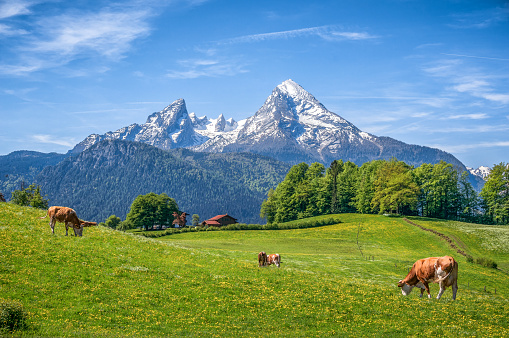 Cows grazing in meadow in the Swiss Alps, Stoos, Schwyz, Switzerland