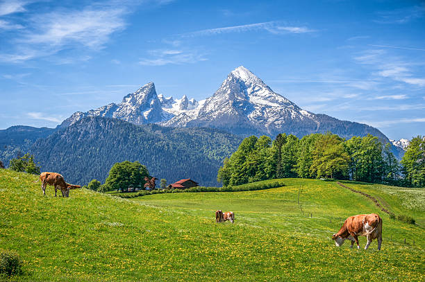 Idyllic landscape in the Alps with grazing cows in summer Idyllic landscape in the Alps with cow grazing in fresh green meadows between blooming flowers, typical farmhouses and snowcapped mountain tops in the background, Nationalpark Berchtesgadener Land, Bavaria, Germany bavarian alps photos stock pictures, royalty-free photos & images