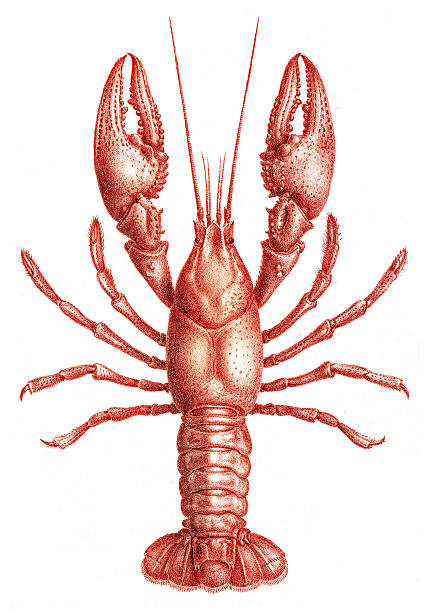 ilustraciones, imágenes clip art, dibujos animados e iconos de stock de langostas astacidae grabado 1870 - cangrejo de río marisco