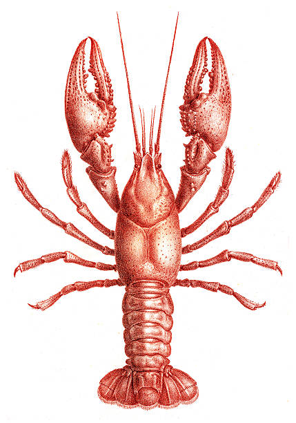 illustrations, cliparts, dessins animés et icônes de gravure de 1870 écrevisses astacidae - langouste