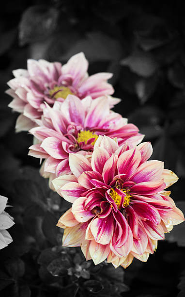 istock black and white dahlia flower closeup, red dahlia 537409986