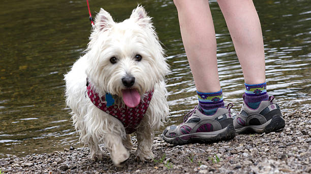istock Cute white dog next to woman's legs 537410034