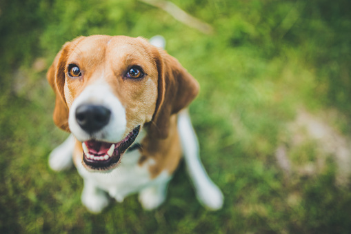 Barking howl beagle dog  in house environment close up view