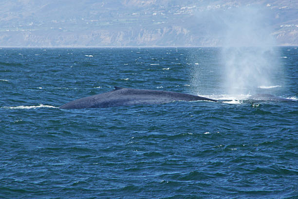 istock Blue whales swimming at California coast 537412408