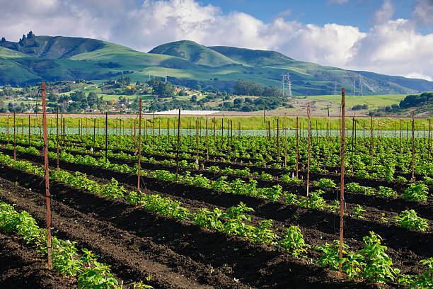 istock Field of New Organic Raspberry Plants Growing 537412588