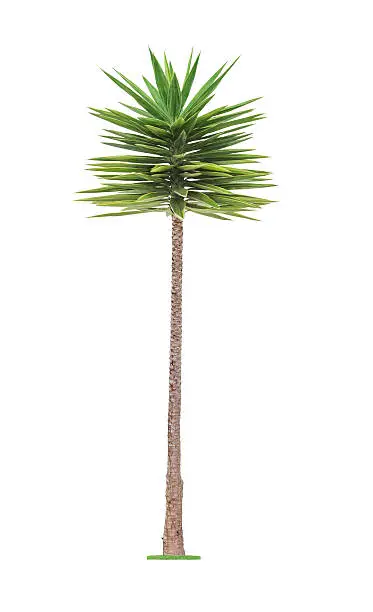Green young  beautiful palm tree isolated on white background