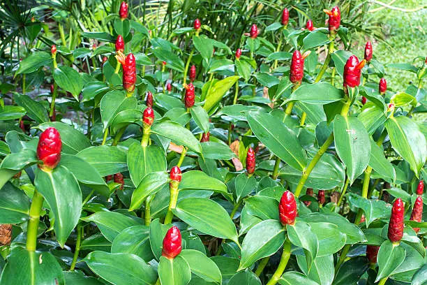 Indian Head Ginger flowers,Costus Speciosus