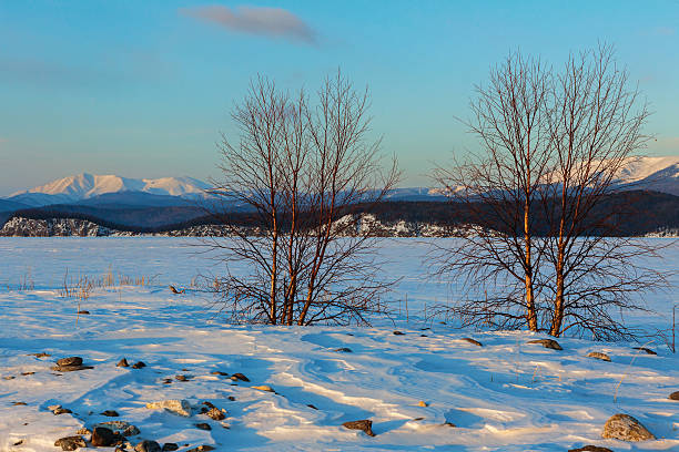 istock Lonely tree on the island Lohmaty. 537414584