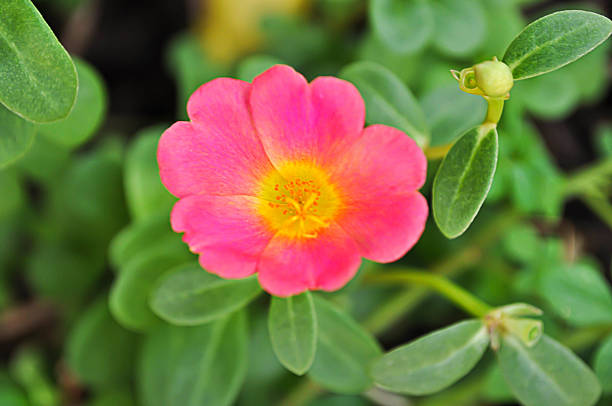 istock Pink Portulaca oleracea in garden. 537415190
