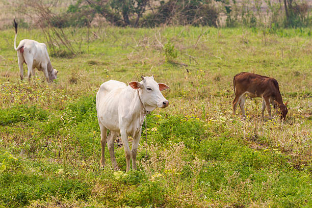 istock Cows in a field in Thailand 537415752