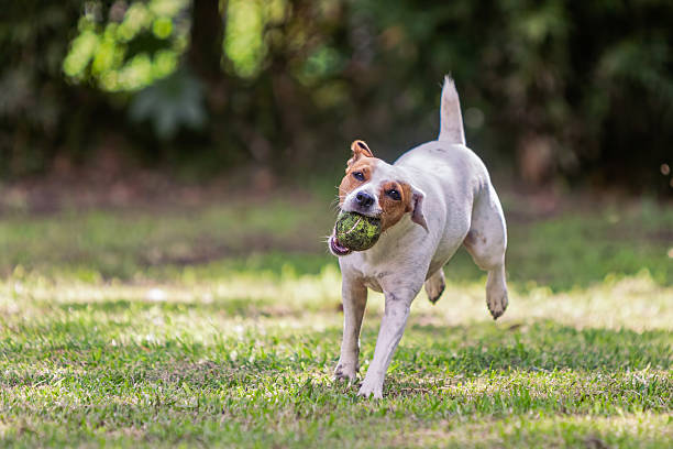 istock Jack Russell Terrier Dog Jumping On Meadow 537415816