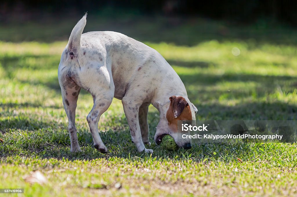 Dog Breed Jack Russell Terrier Female Dog Playing Dog Breed Jack Russell Terrier Female Dog Playing In The Park With Her Tennis Ball Activity Stock Photo