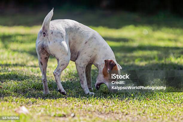 Dog Breed Jack Russell Terrier Female Dog Playing Stock Photo - Download Image Now - Activity, Backgrounds, Bossy