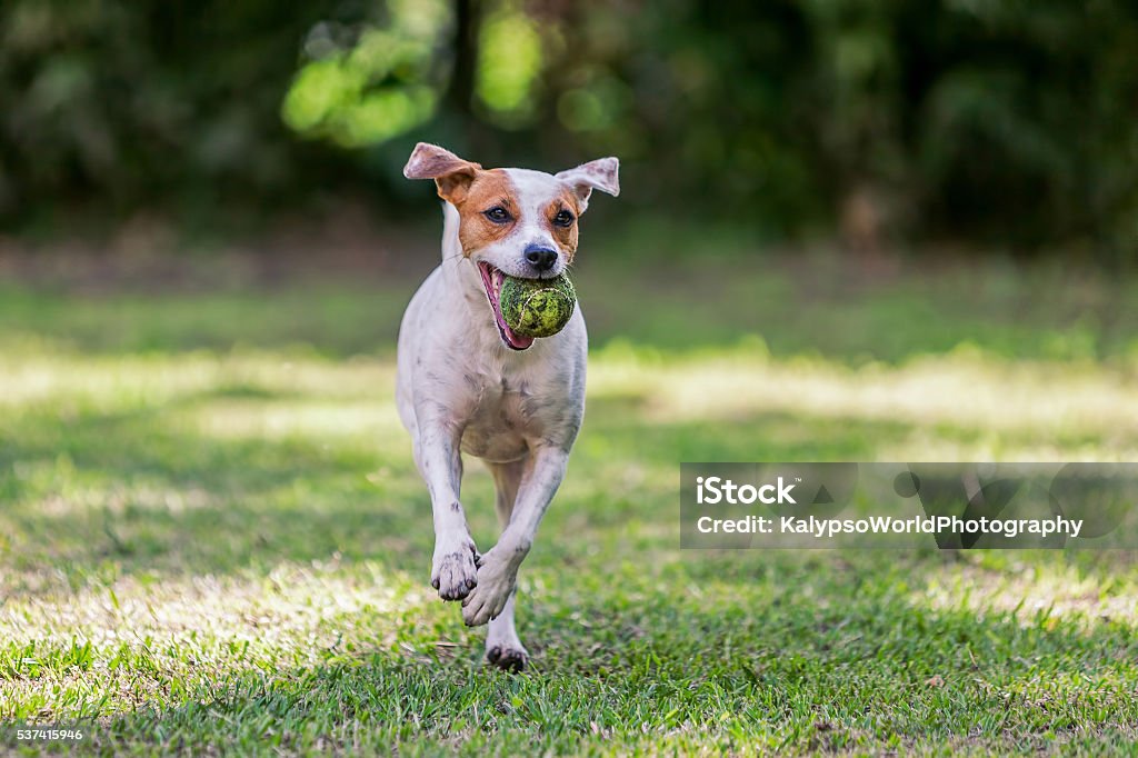 Playful Jack Russell Terrier  Playing In The Park Playful Jack Russell Terrier Dog Playing In The Park With A Tennis Ball Dog Stock Photo