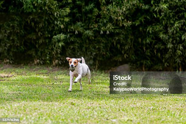 Adorable Funny Dog Jack Russell Terrier Stock Photo - Download Image Now - Activity, Bossy, Canine - Animal