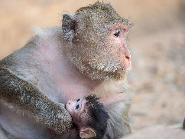 istock Wild monkey in Ankgor Wat, Siem Reap, Cambodia. 537417364