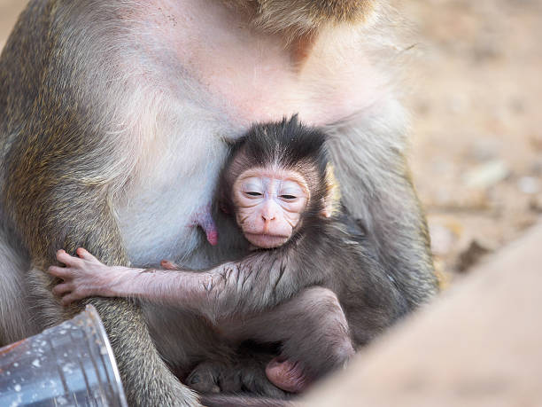 istock Wild monkey in Ankgor Wat, Siem Reap, Cambodia. 537417426