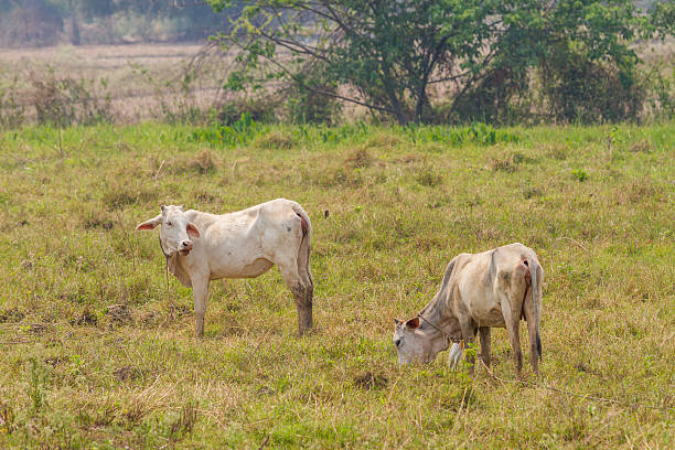 istock Cows in a field in Thailand 537419830