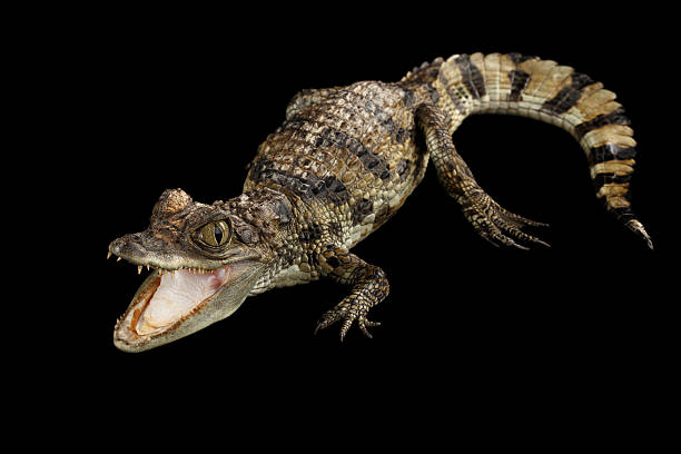 istock Closeup Young Cayman Crocodile, Reptile with waved tail Isolated Black 537421384