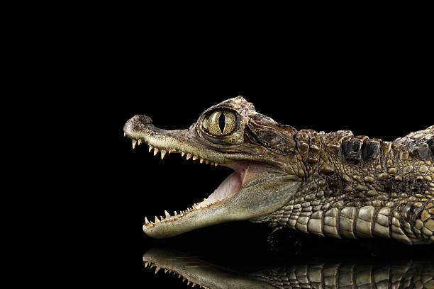 istock Closeup Young Cayman Crocodile, Reptile with opened mouth Isolated Black 537421484