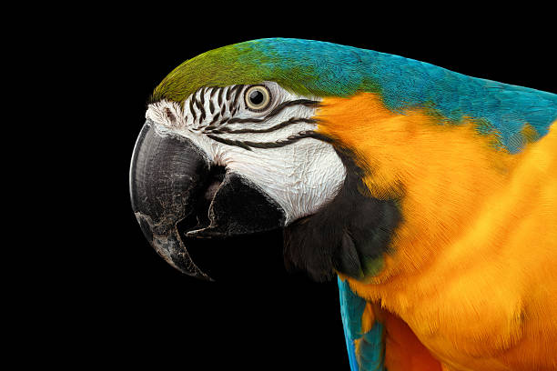 istock Closeup Blue and Yellow Macaw Parrot Face Isolated on Black 537421786