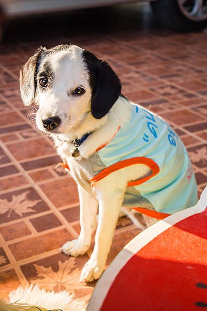 istock Black and white puppy sitting portrait 537422518