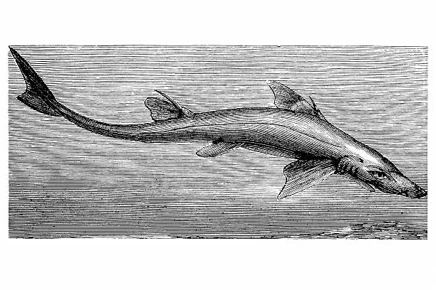 illustrazioni stock, clip art, cartoni animati e icone di tendenza di pescecane (spinax acanthias - spinarolo immagine