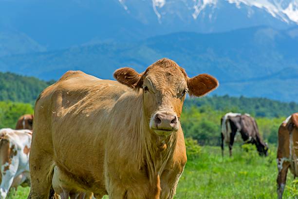istock Curious cow on a summer pasture 537424032