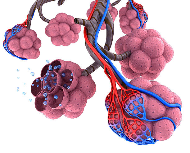 alveoli で肺-血液酸素の抑制 - capillary ストックフォトと画像