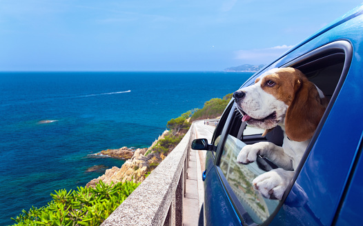 The cute beagle travels in the blue car