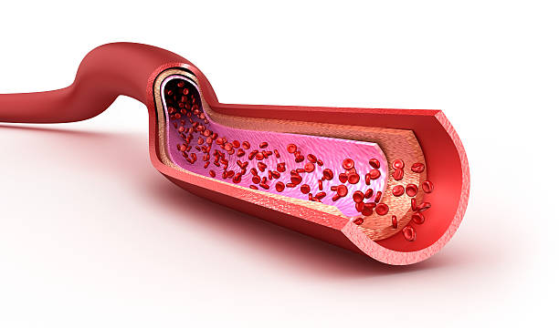 vaso sanguigno fette macro con gli eritrociti - healthcare and medicine human cardiovascular system anatomy human blood vessel foto e immagini stock